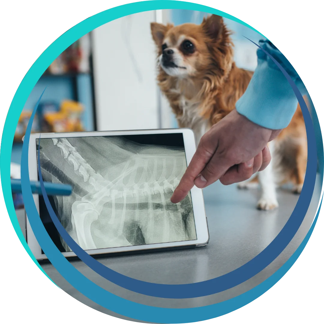 A veterinarian points at a digital X-ray of a dog’s spine displayed on a tablet, while a small brown and white dog stands on an exam table in the background.