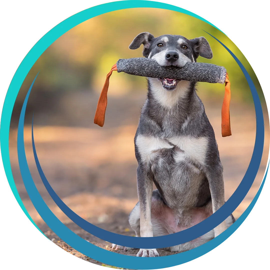 A happy gray and white dog sits outdoors holding a tug toy with orange handles in its mouth.