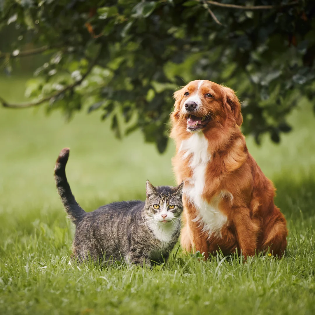 A fluffy brown dog and a tabby cat stand together on a grassy field.