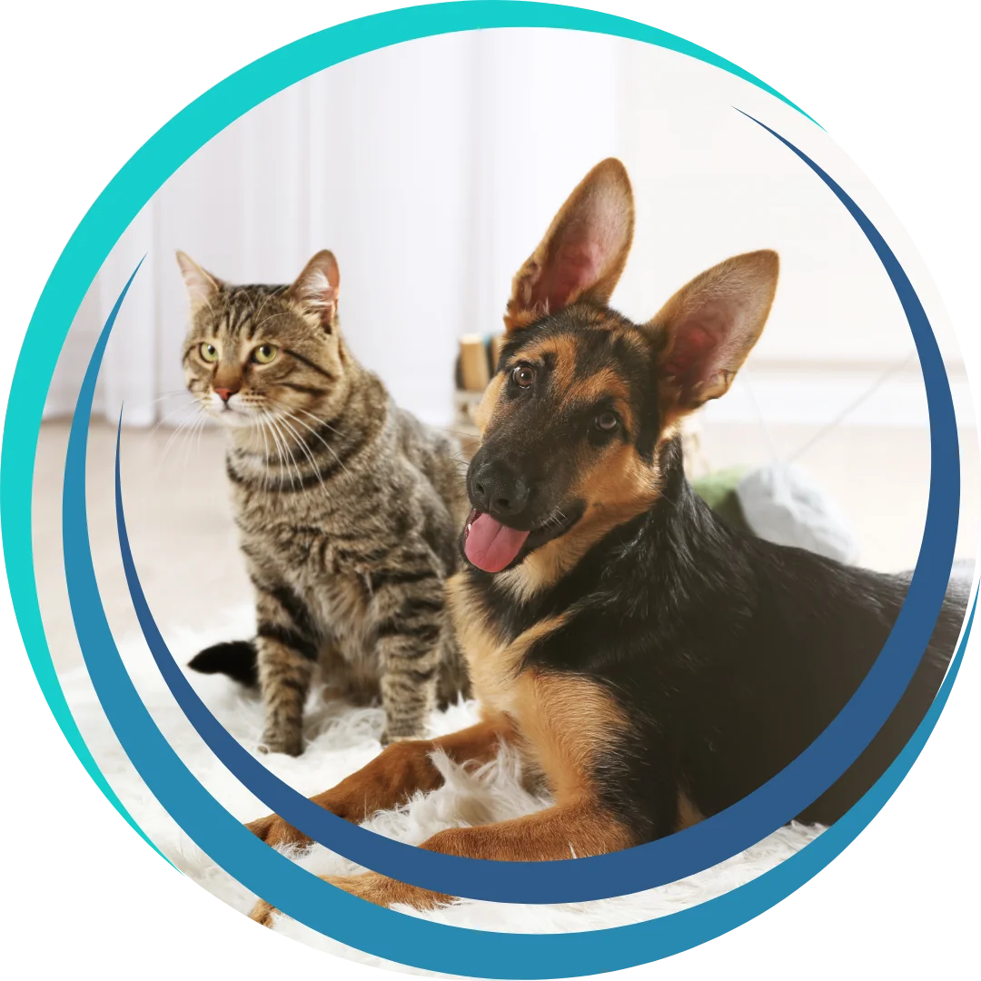 A tabby cat and a German Shepherd puppy sit together on a white fluffy rug indoors.