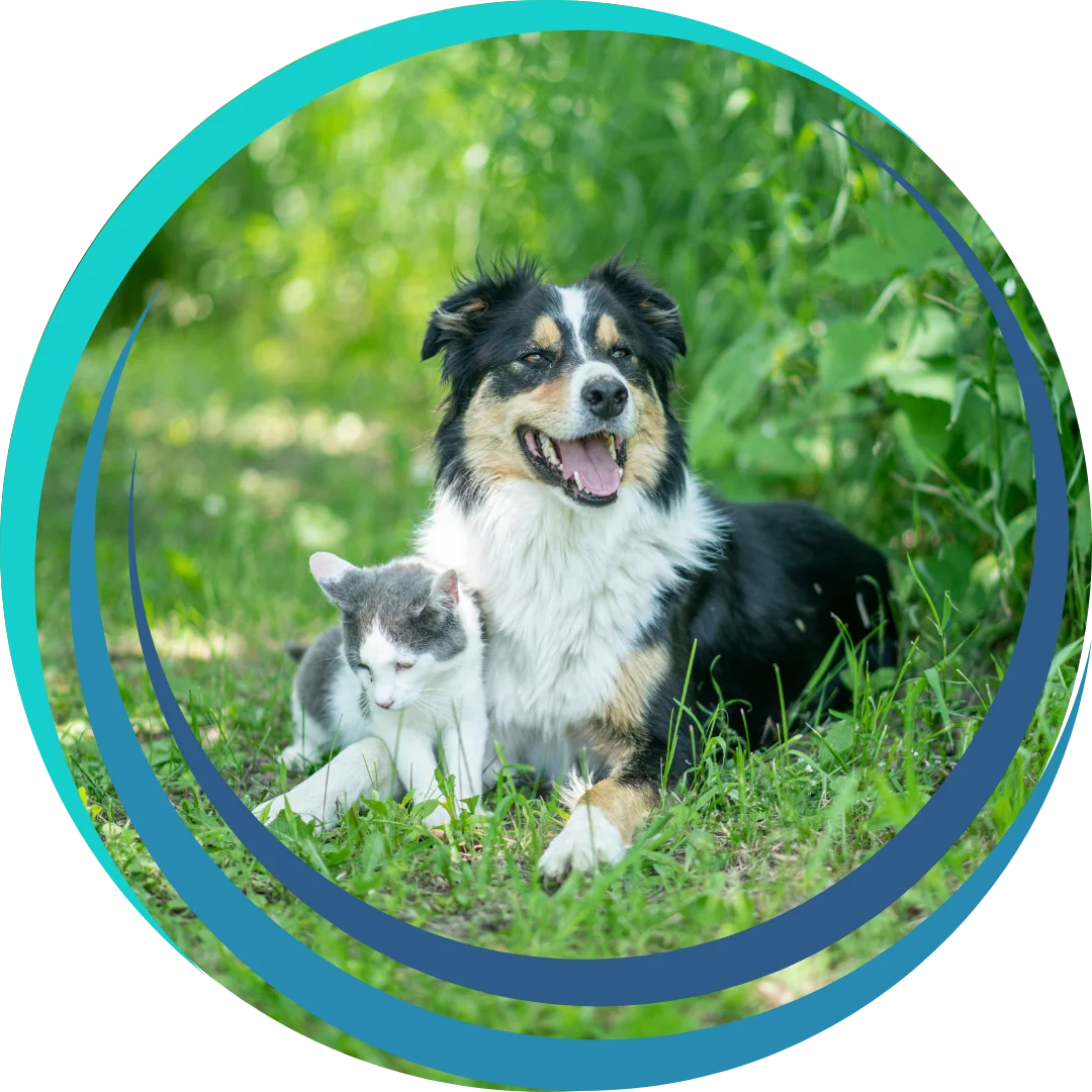 A black, white, and tan dog sits in the grass beside a white and gray cat in a lush green outdoor setting.