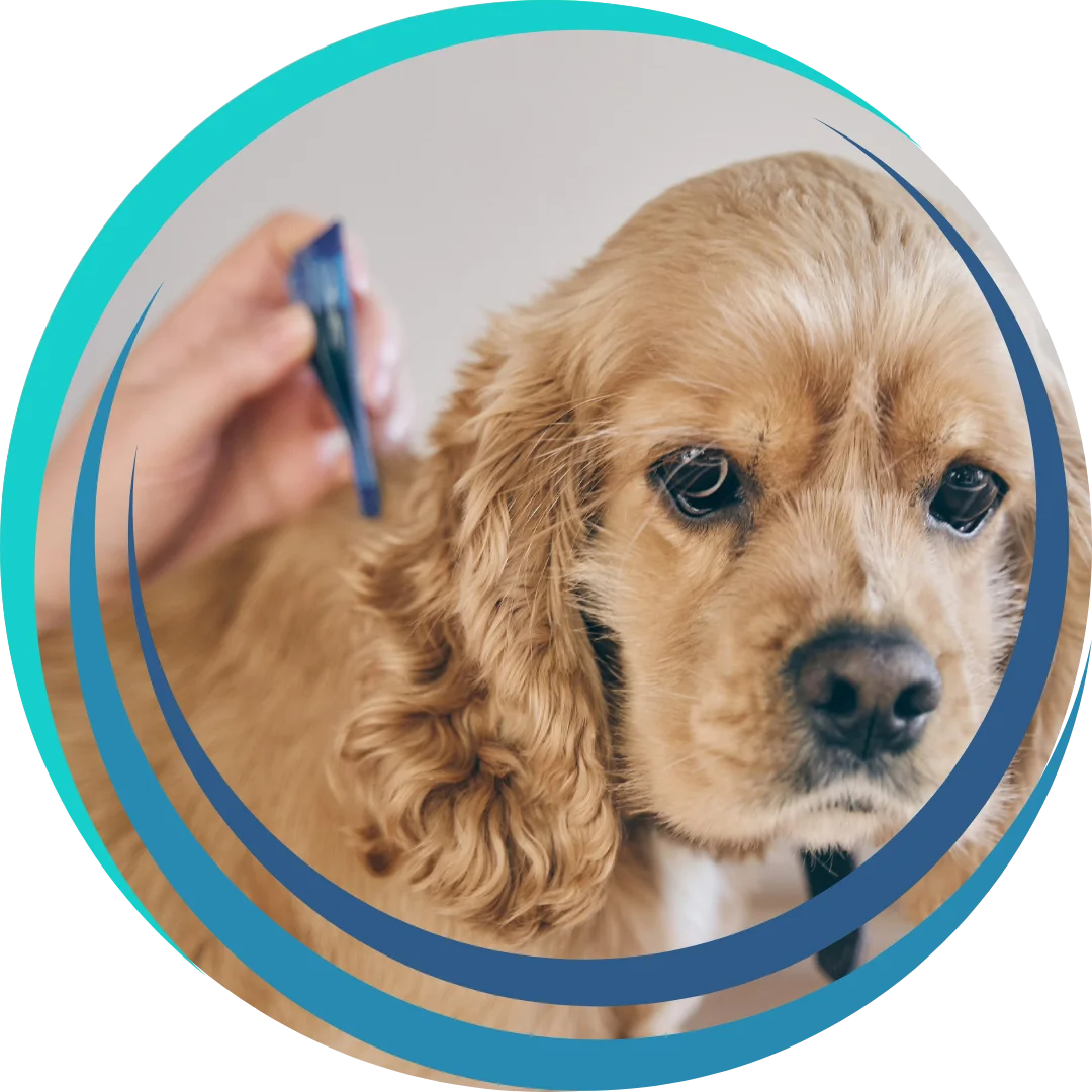 A golden-haired dog receiving a topical parasite treatment on its back.