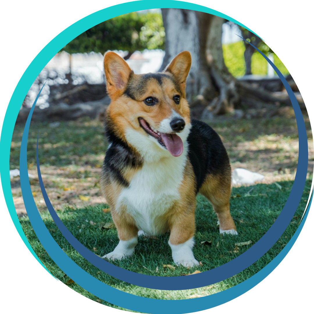 a corgi dog stands on green grass in a park