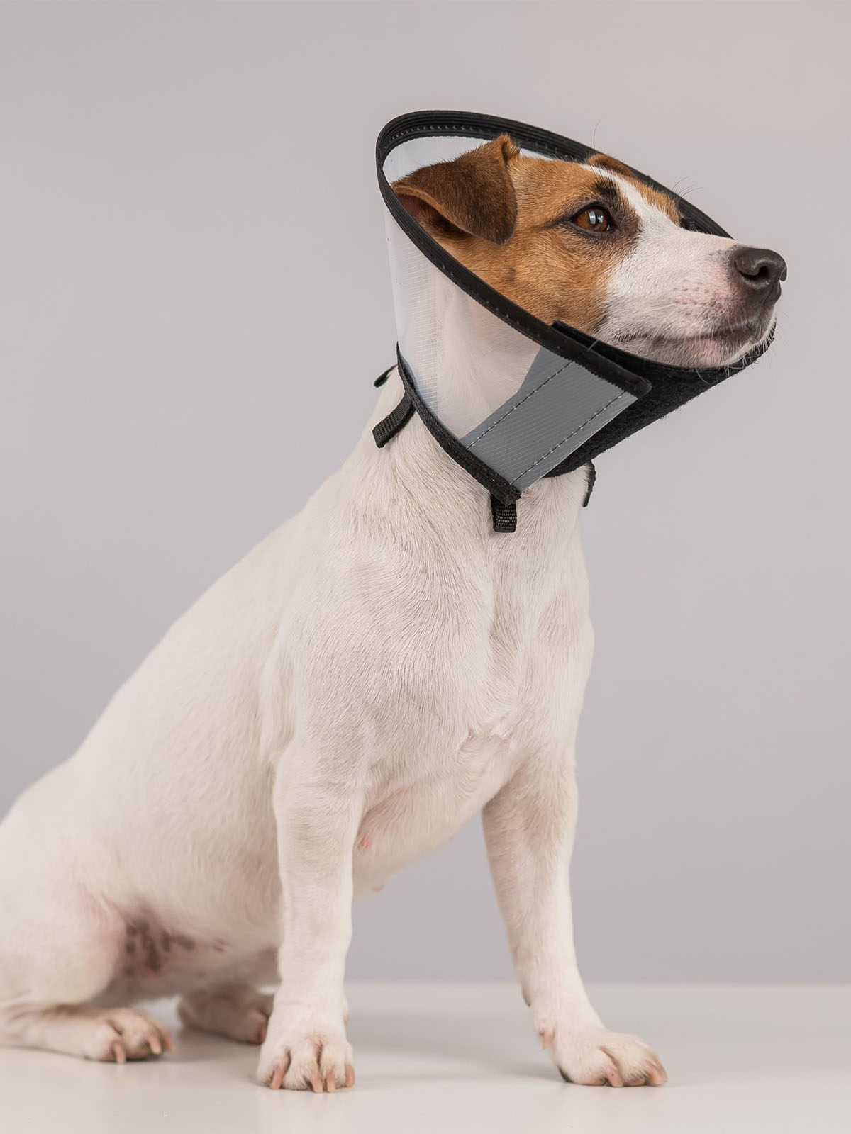 a dog wearing a protective neck cone a dog wearing a protective neck cone