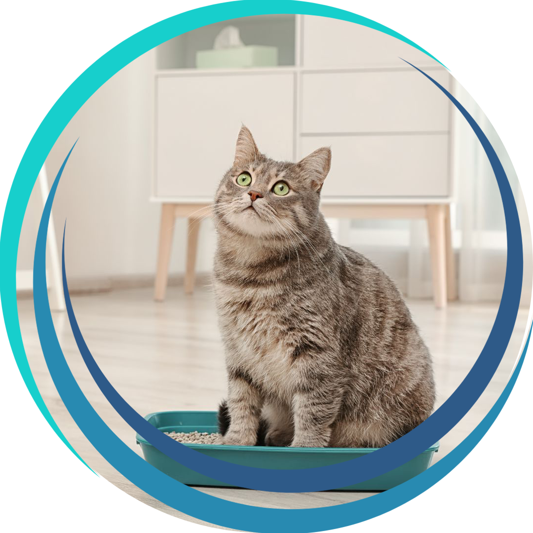 a fluffy gray tabby cat sits inside a teal litter box