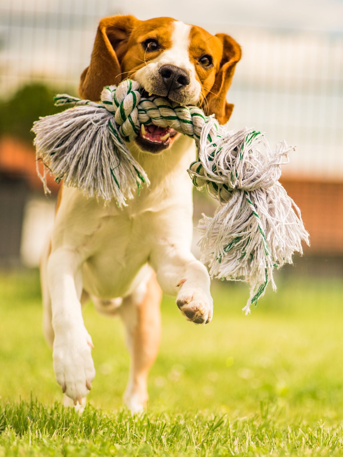 a joyful beagle runs on grass a joyful beagle runs on grass