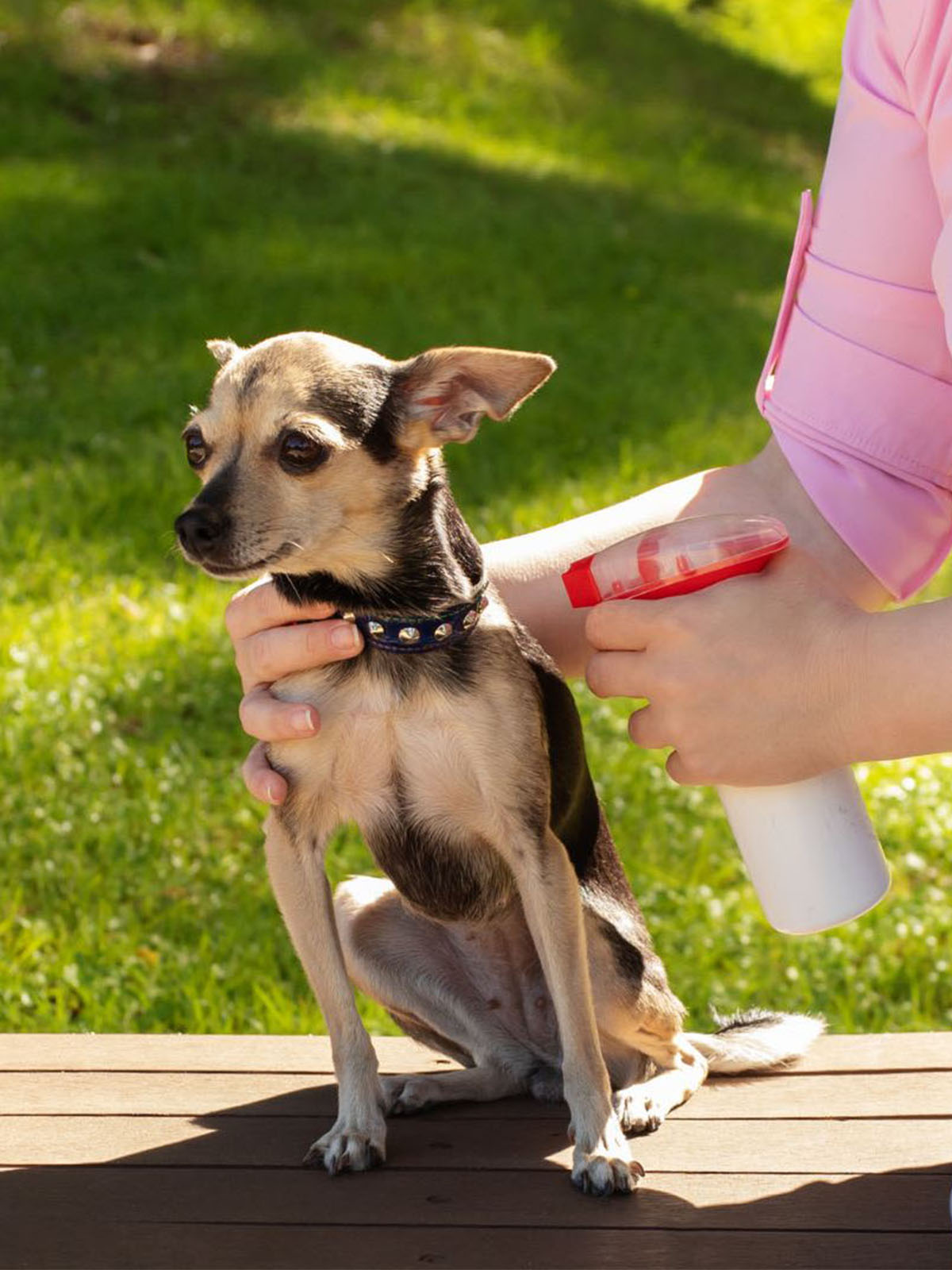 a person sprays a dog with a bottle while sitting on a wooden surface a person sprays a dog with a bottle while sitting on a wooden surface