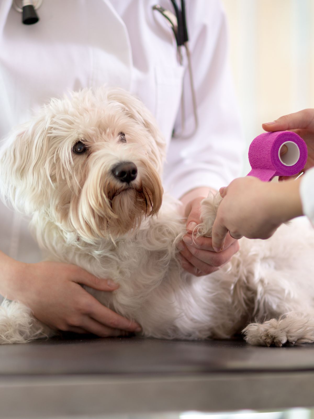 a veterinarian gently wraps a small dog's paw with pink tape a veterinarian gently wraps a small dog's paw with pink tape