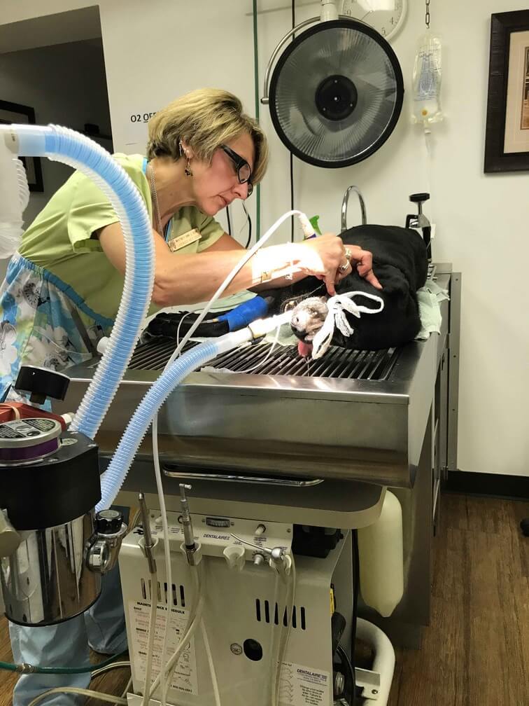 veterinarian performing a dental procedure on a dog
