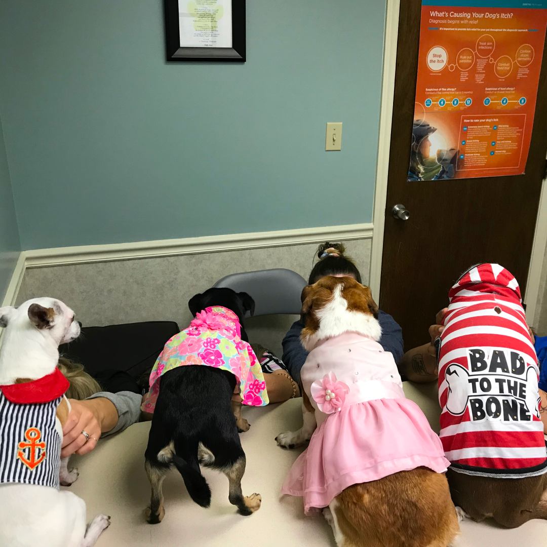 Four dressed-up dogs at clinic