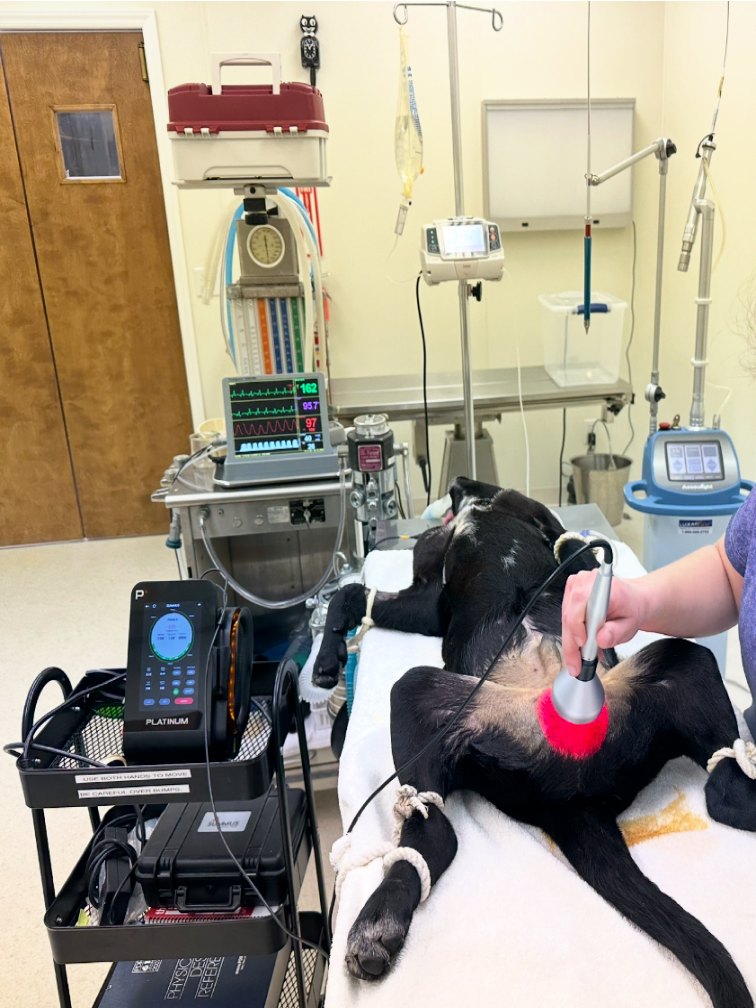 Dog receiving laser therapy treatment. Dog receiving laser therapy treatment.