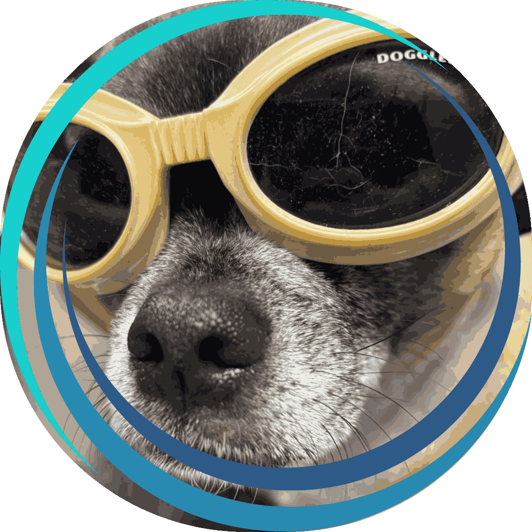 Dog sporting fashionable eyewear