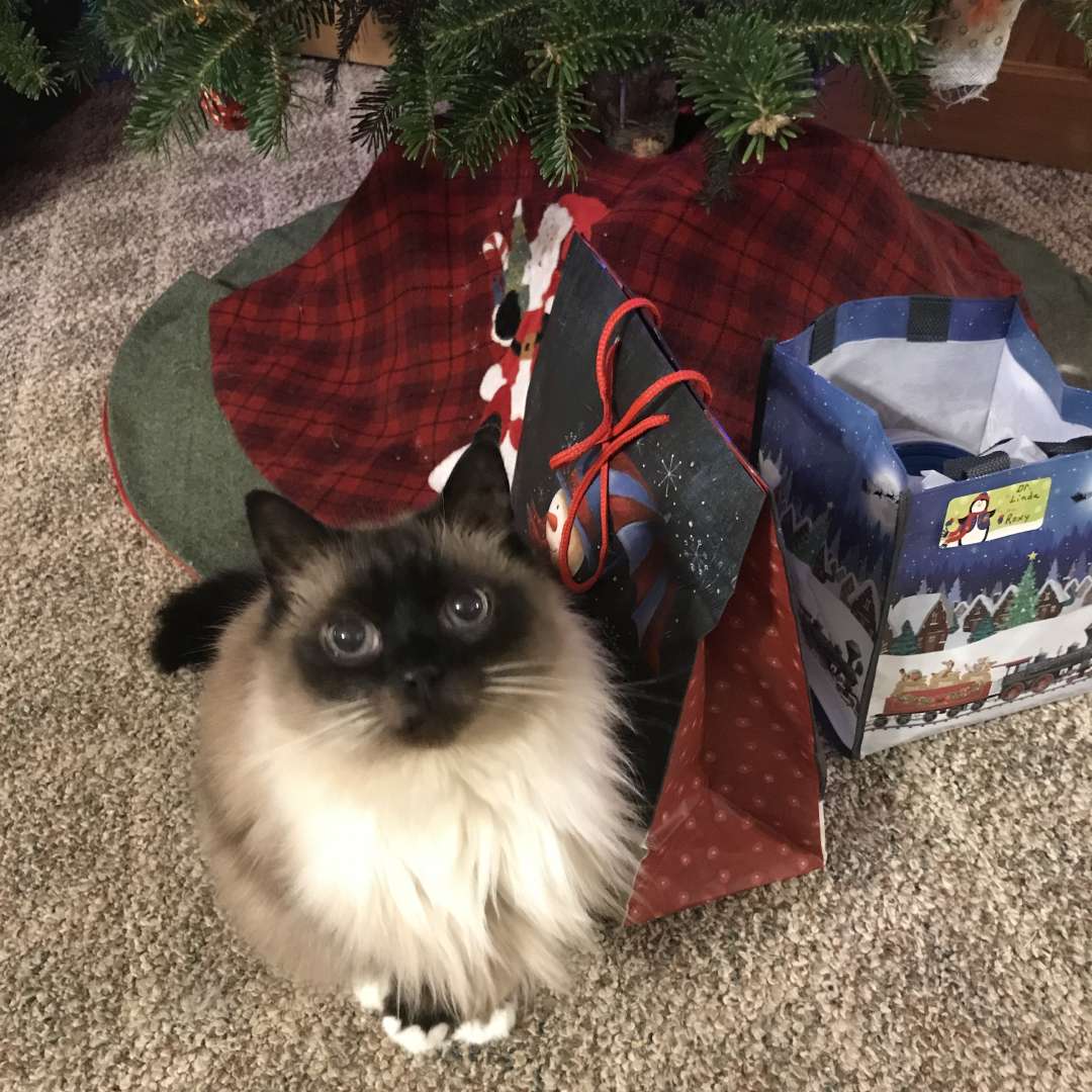 Ragdoll cat under Christmas tree