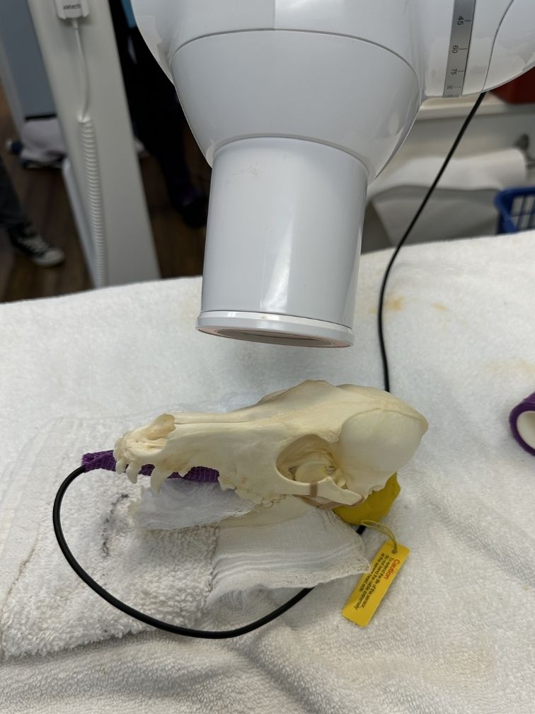 Dental xray with skull Dental xray with skull