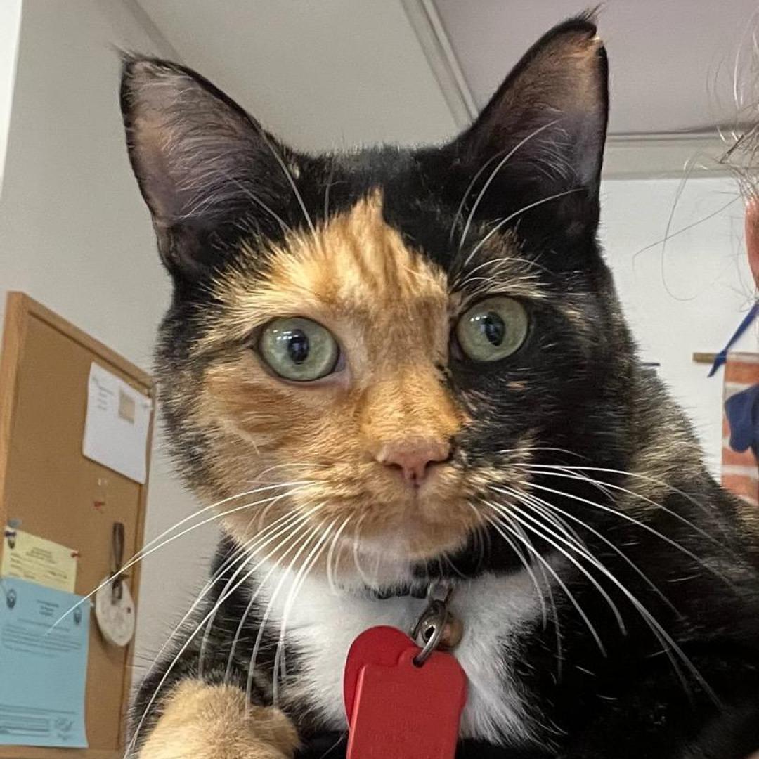 Opal-Chief of Staff