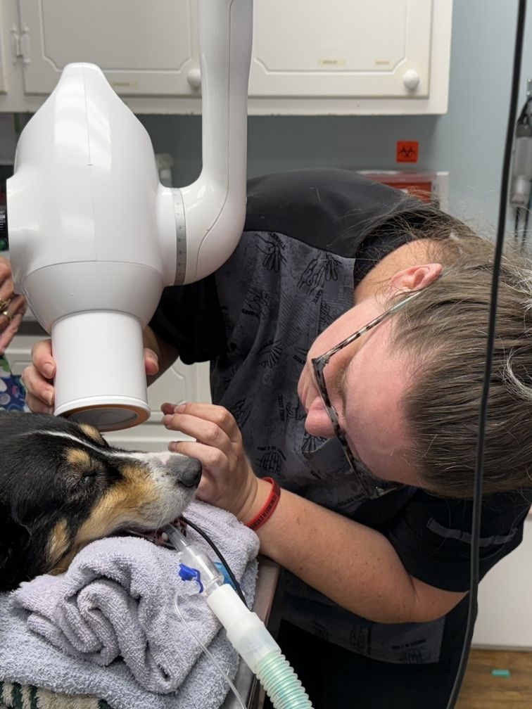 jessica positioning dental xray jessica positioning dental xray